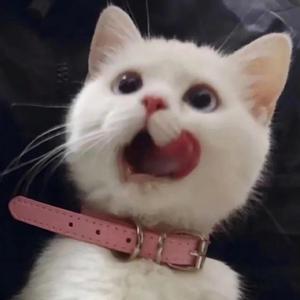 大鸡吧草小骚逼
